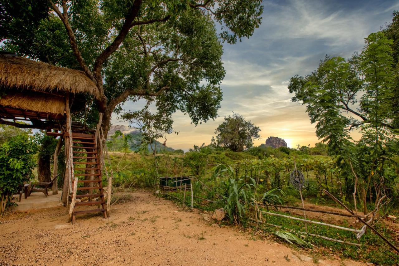 Sigiriya King'S Resort Εξωτερικό φωτογραφία