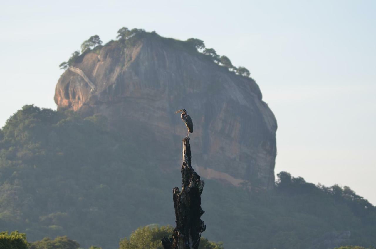 Sigiriya King'S Resort Εξωτερικό φωτογραφία